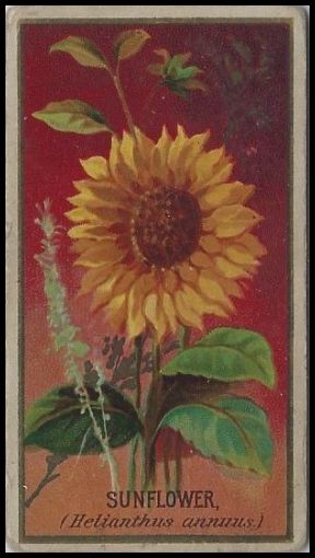 N164 Sunflower.jpg